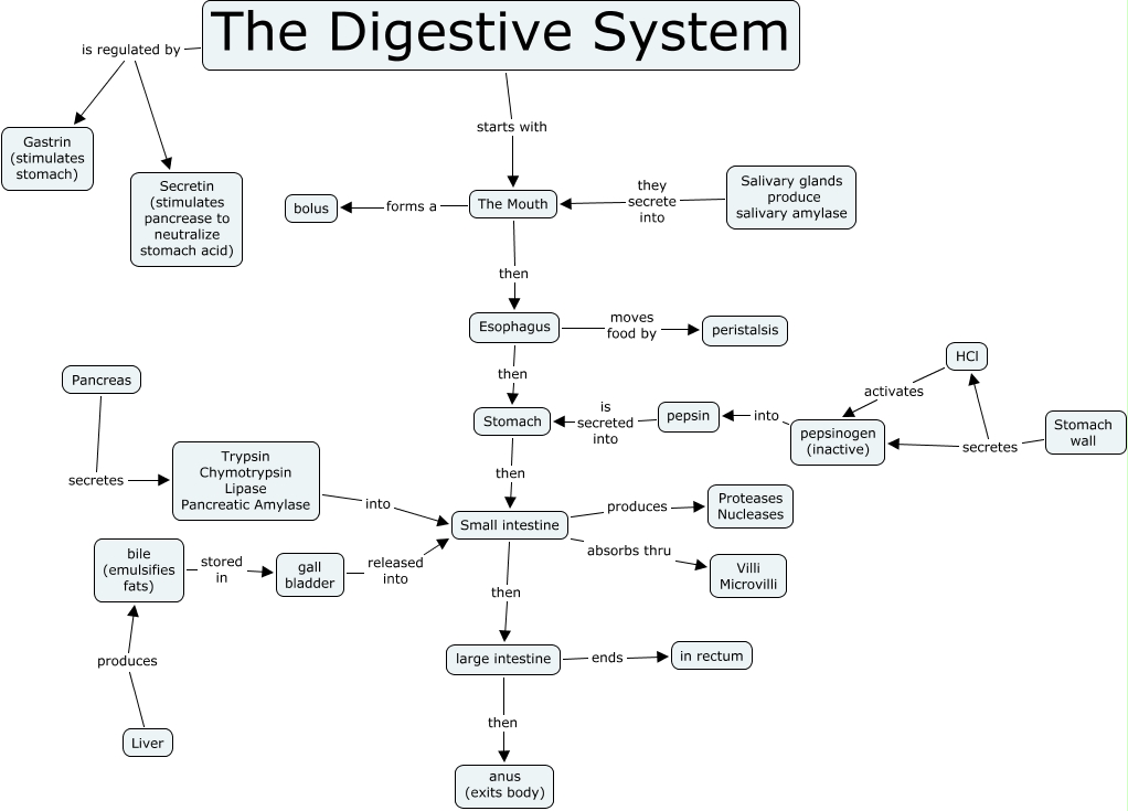 Digestive System.cmap?rid=1178479810532 1780032785 30218&partName=htmljpeg